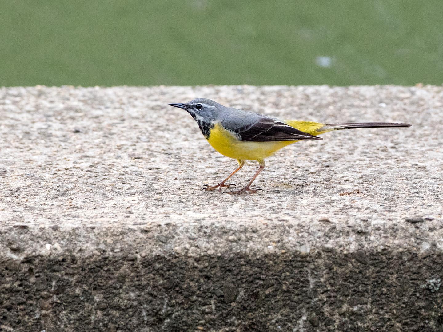 Grote-gele-kwikstaart-20190520g1440YSXX5132b.jpg