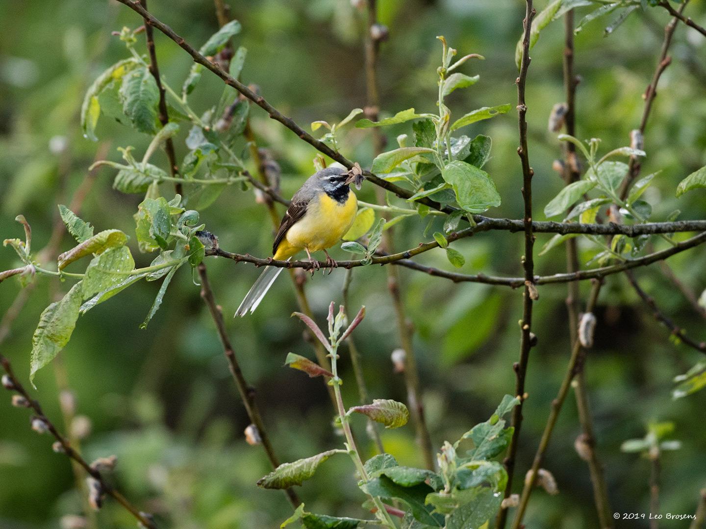 Grote-gele-kwikstaart-20190527g1440YSXX5188acrfb.jpg