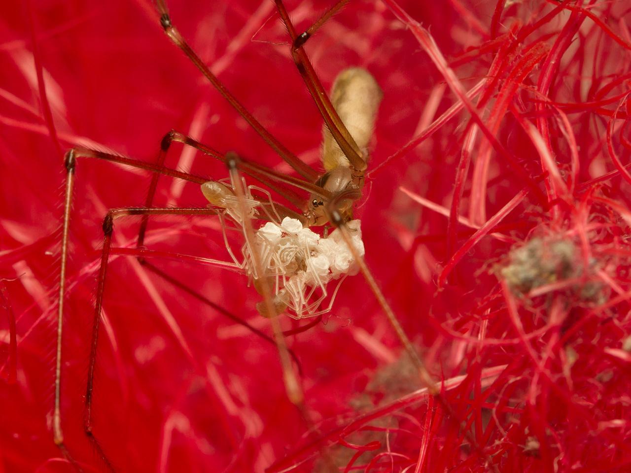 Grote-sidderspin-Pholcus-phalangiodes-20140717g1280IMG_5677a.jpg