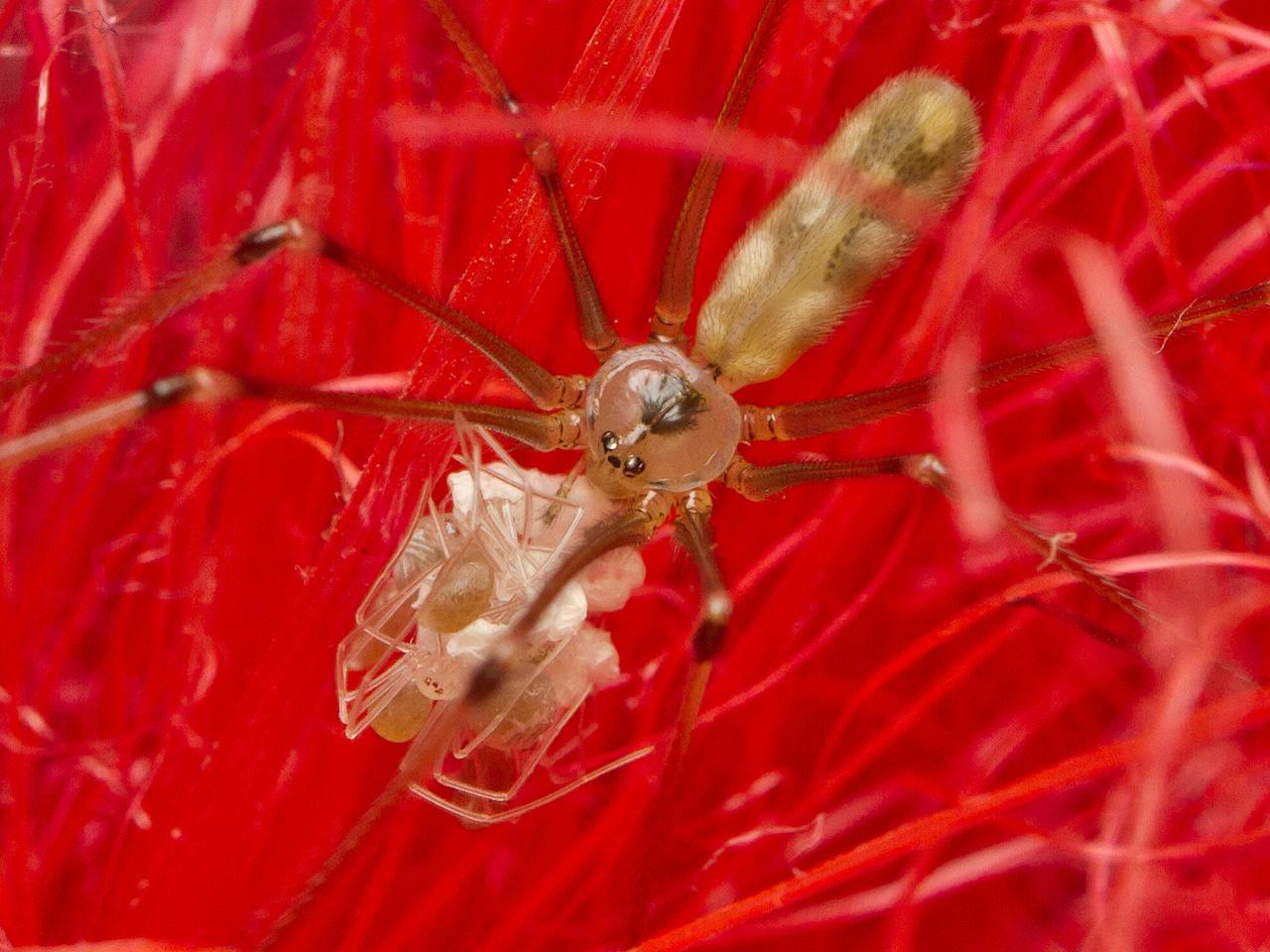 Grote-sidderspin-Pholcus-phalangiodes-20140717g1280IMG_5682a.jpg