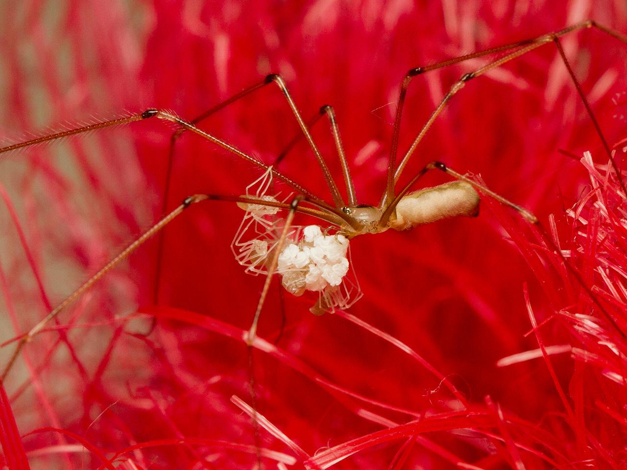 Grote-sidderspin-Pholcus-phalangiodes-20140717g1280IMG_5686a.jpg