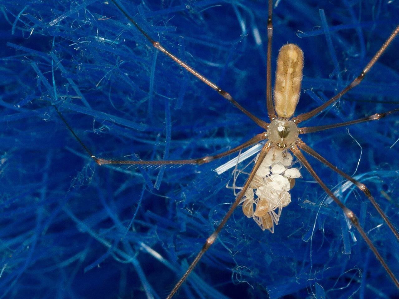 Grote-sidderspin-Pholcus-phalangiodes-20140717g1280IMG_5694a.jpg