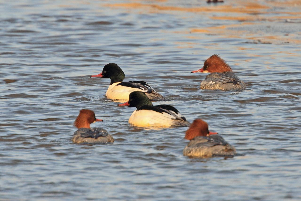 Grote-zaagbek-20120210g1280IMG_2012a.jpg