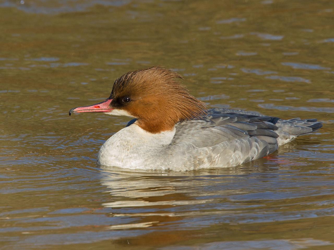 Grote-zaagbek-201250211g1280nbIMG_2107.jpg