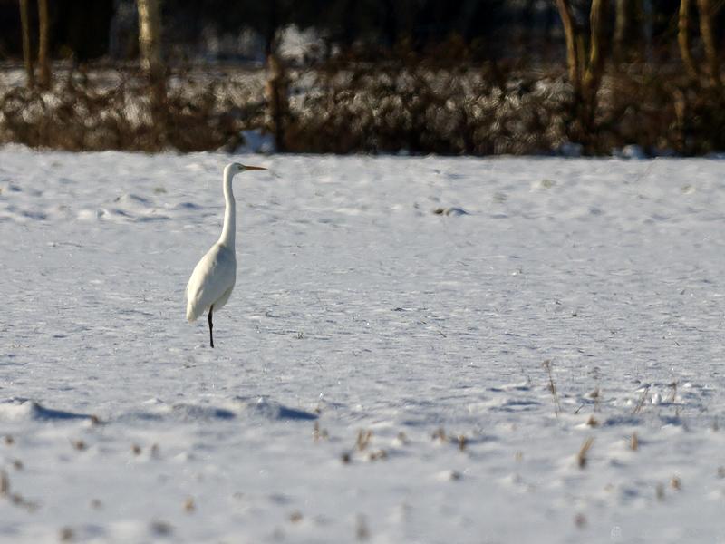 Grote-zilverreiger-20101226P1160264a.jpg