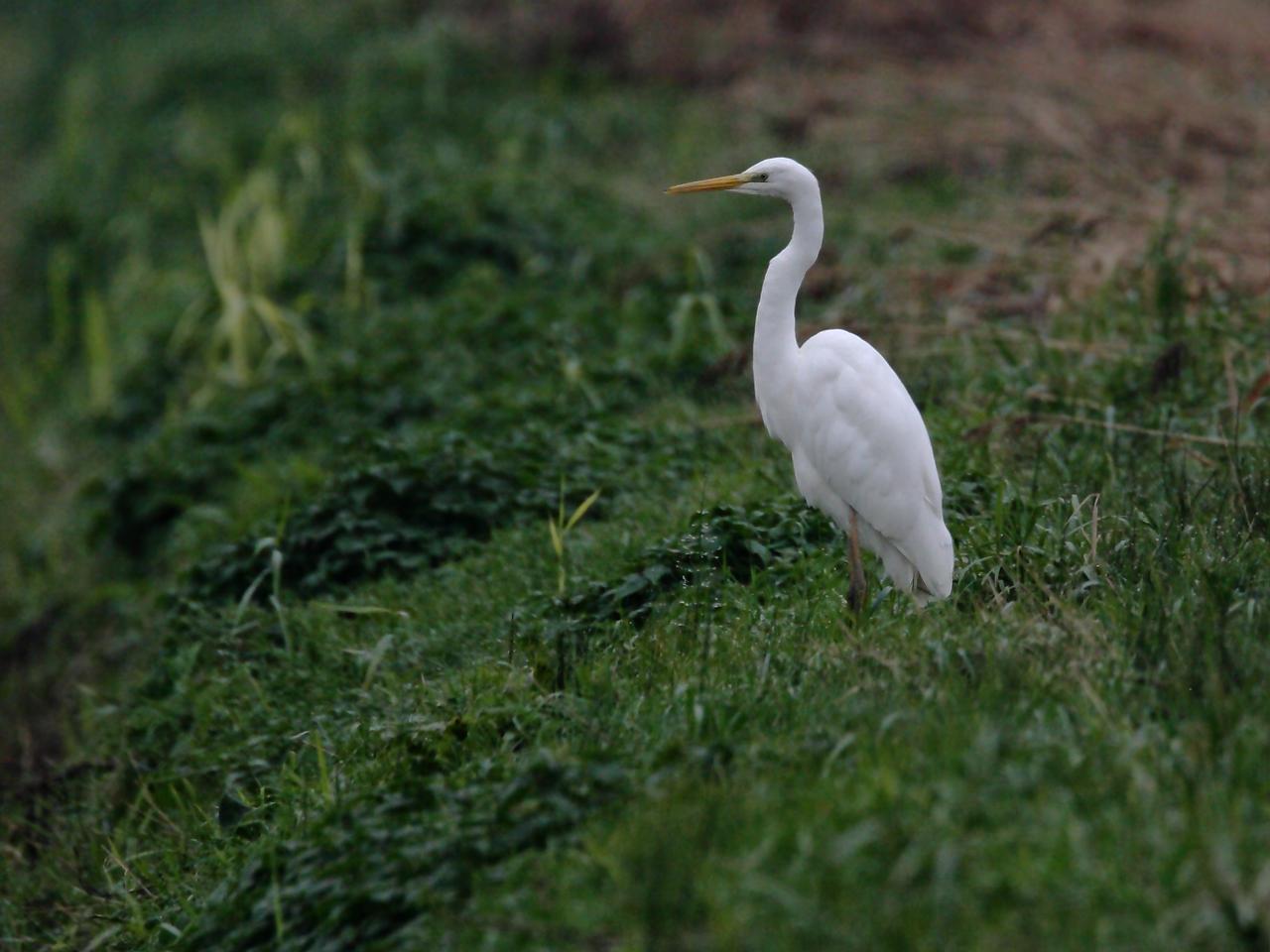 Grote-zilverreiger-20111029g1280IMG_2120a.jpg