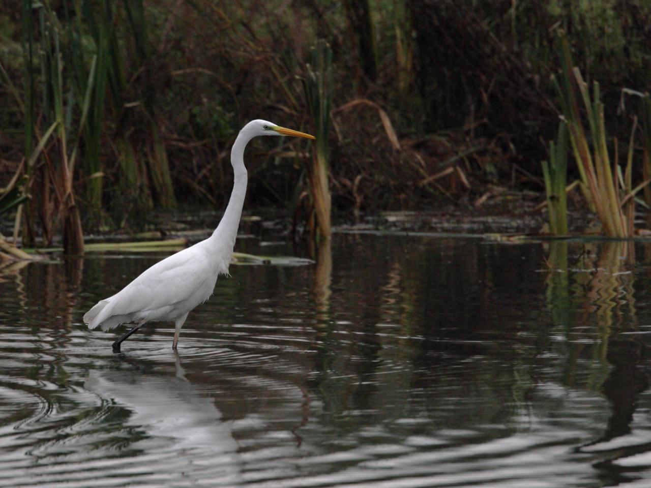 Grote-zilverreiger-20111029g1280IMG_2133a.jpg