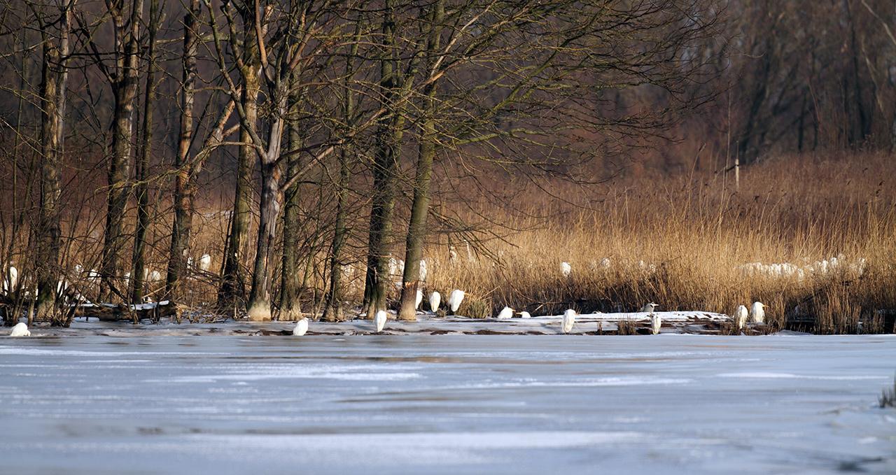 Grote-zilverreiger-20120208g1280IMG_1811a.jpg