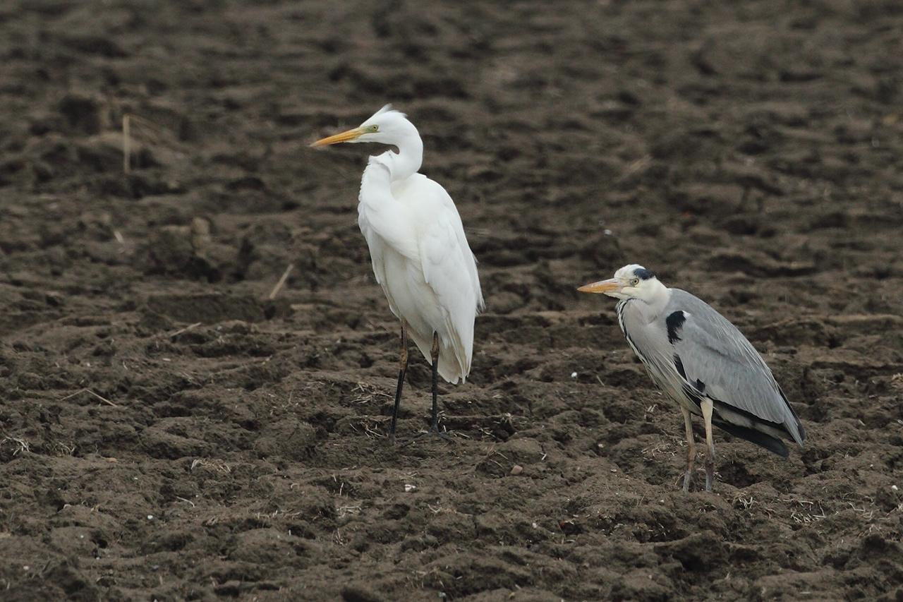 Grote-zilverreiger-20120224g1280IMG_2389a.jpg