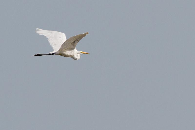 Grote-zilverreiger-20120817g800IMG_9012a.jpg