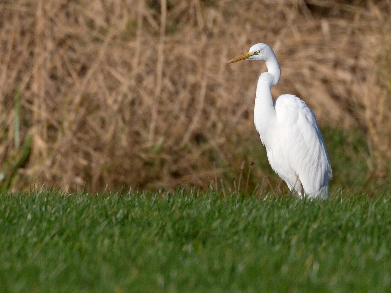 Grote-zilverreiger-20131130g12807X1A9881a.jpg