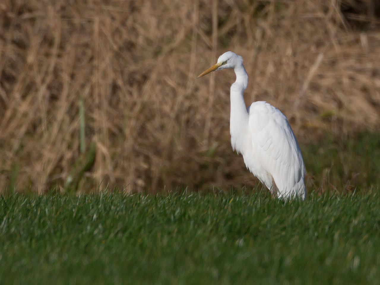 Grote-zilverreiger-20131130g12807X1A9887a.jpg