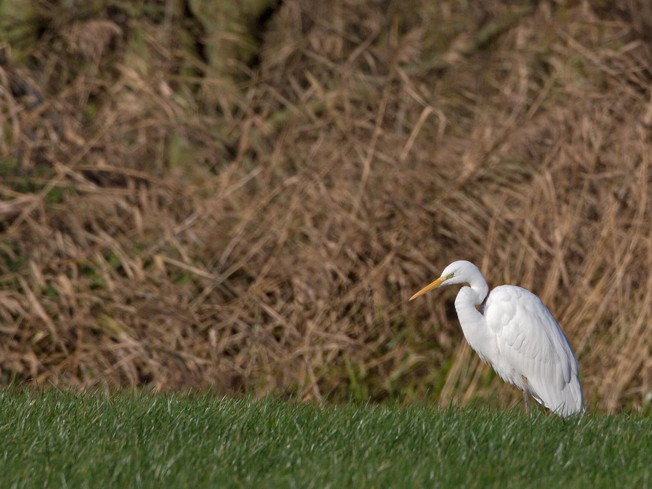 Grote-zilverreiger-20131130g12807X1A9897d.jpg