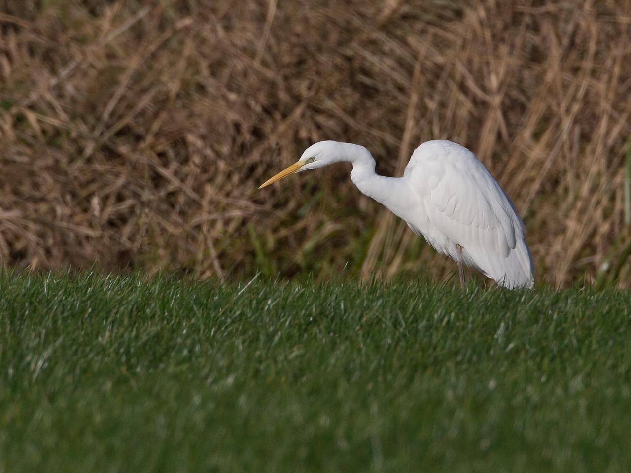 Grote-zilverreiger-20131130g12807X1A9898a.jpg