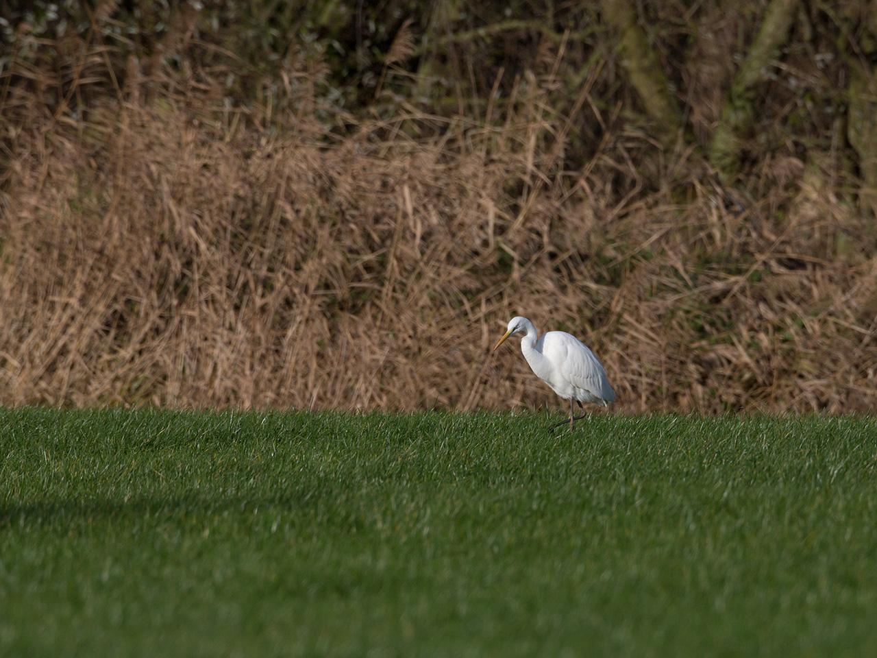 Grote-zilverreiger-20131130g12807X1A9911a.jpg