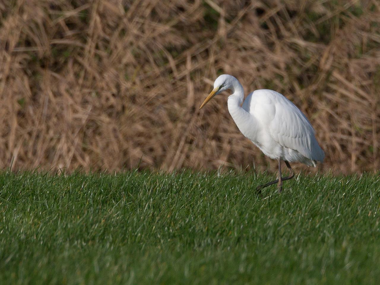 Grote-zilverreiger-20131130g12807X1A9911c.jpg