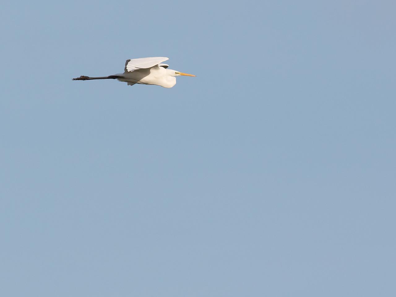 Grote-zilverreiger-20141108g12807X1A2294a.jpg