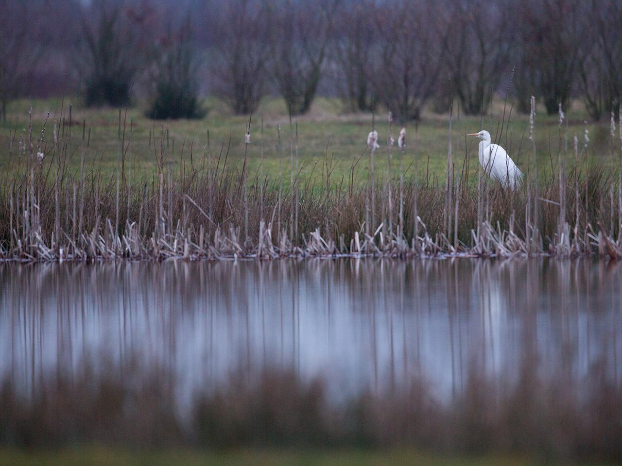 Grote-zilverreiger-20150306g12807X1A2659a.jpg