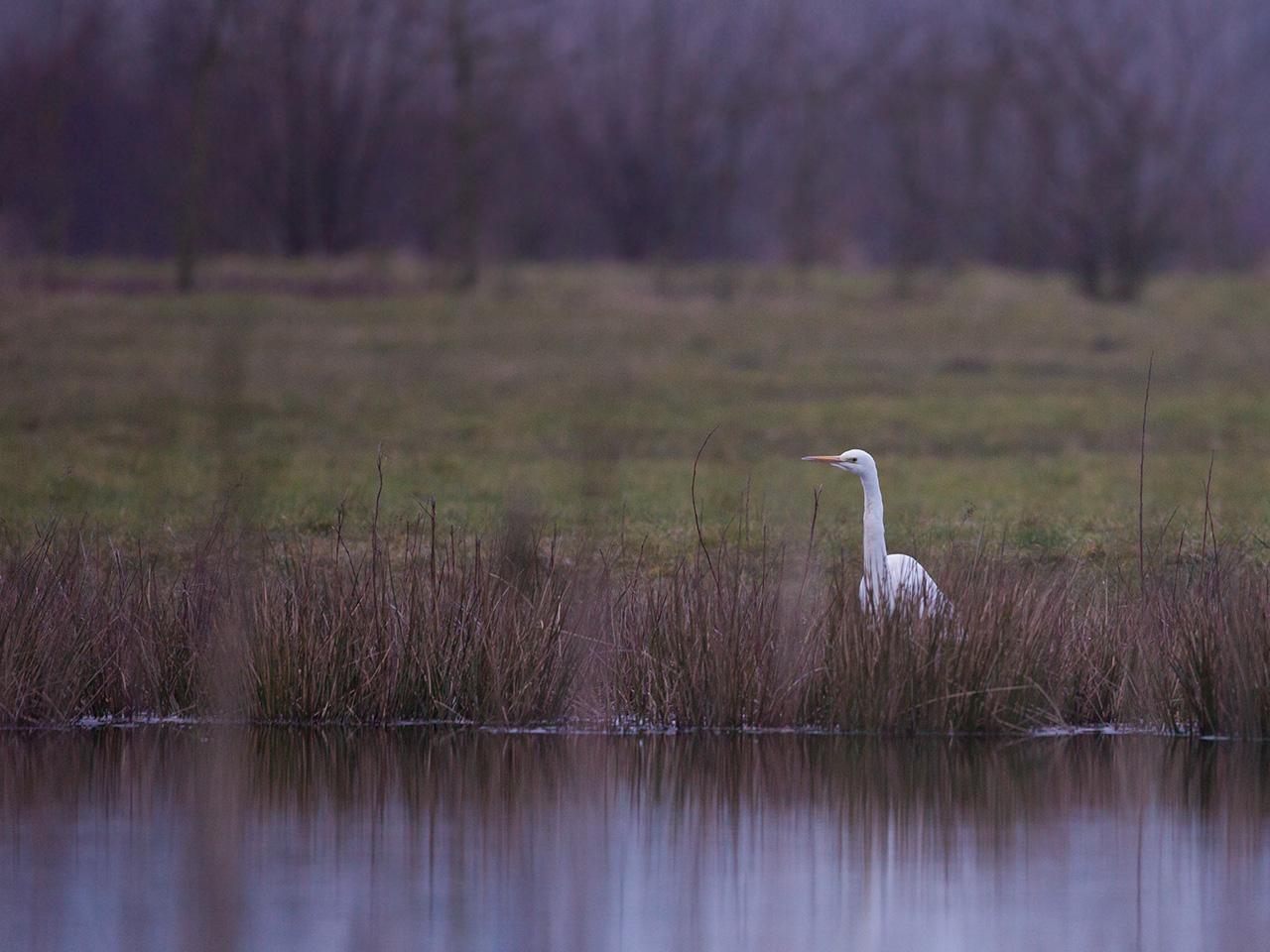 Grote-zilverreiger-20150306g12807X1A2672a.jpg
