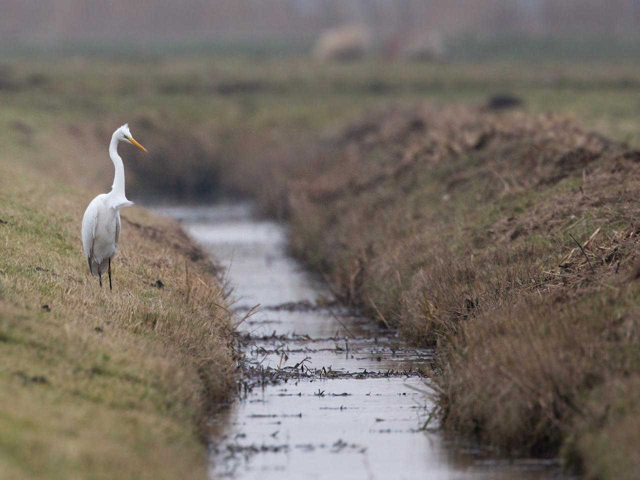 Grote-zilverreiger-20170201g12807X1A6197a.jpg