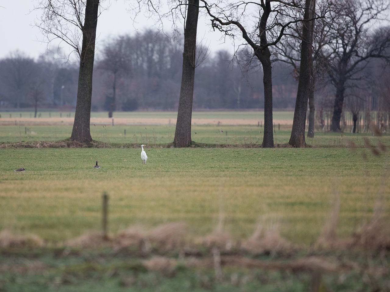 Grote-zilverreiger-20170204g1280YSXX5934a.jpg