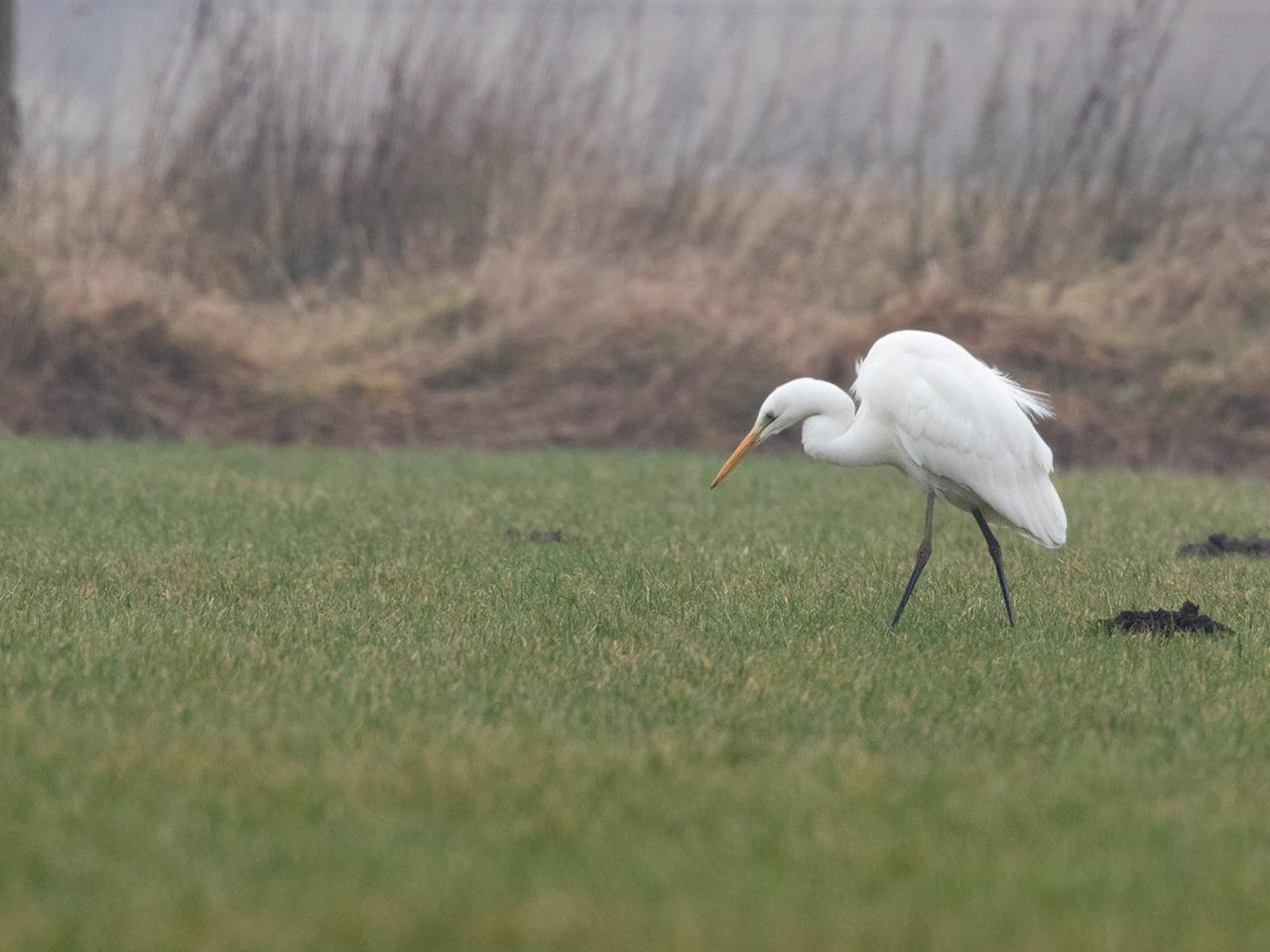 Grote-zilverreiger-20170208g1280YSXX6640a.jpg