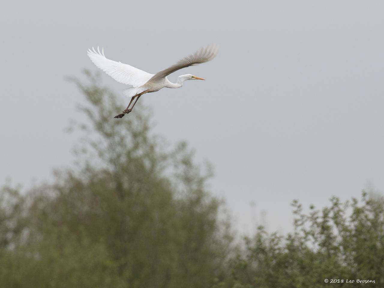 Grote-zilverreiger-20170427g1280YSXX2273acrfb.jpg