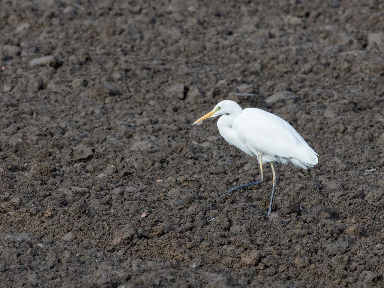 Grote-zilverreiger-20171106g1280YSXX9571a.jpg