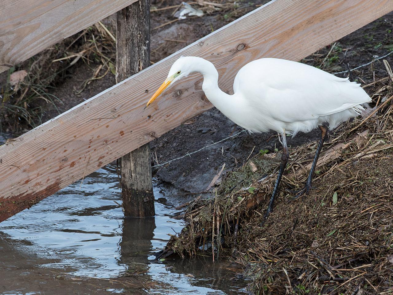 Grote-zilverreiger-20190129g1280aYSXX4584.jpg