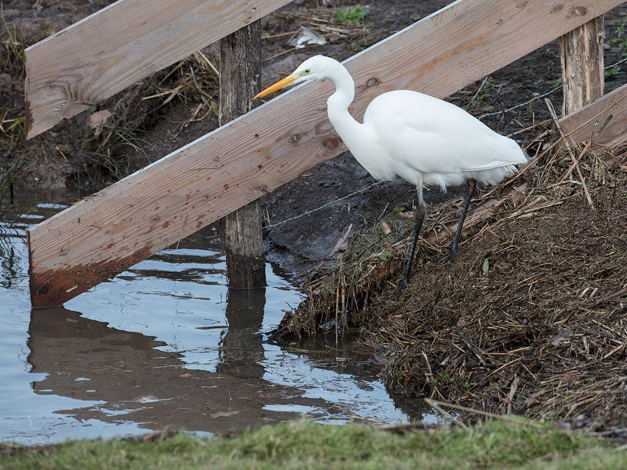 Grote-zilverreiger-20190129g1280aYSXX4585.jpg