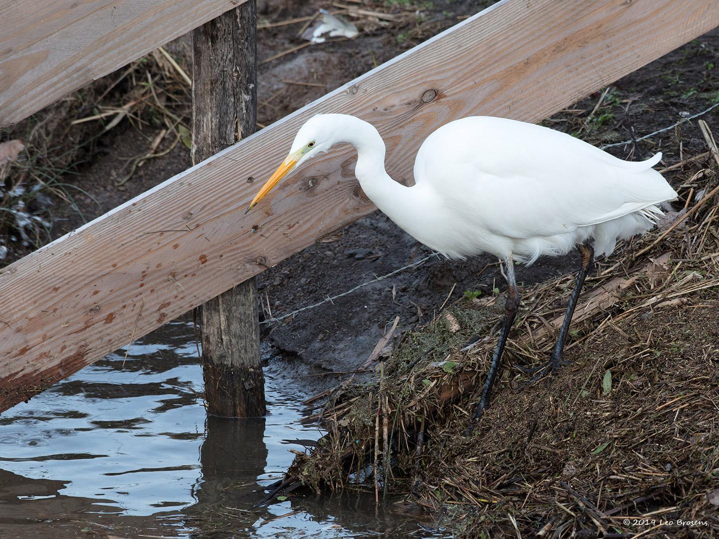 Grote-zilverreiger-20190129g1440aYSXX4583.jpg