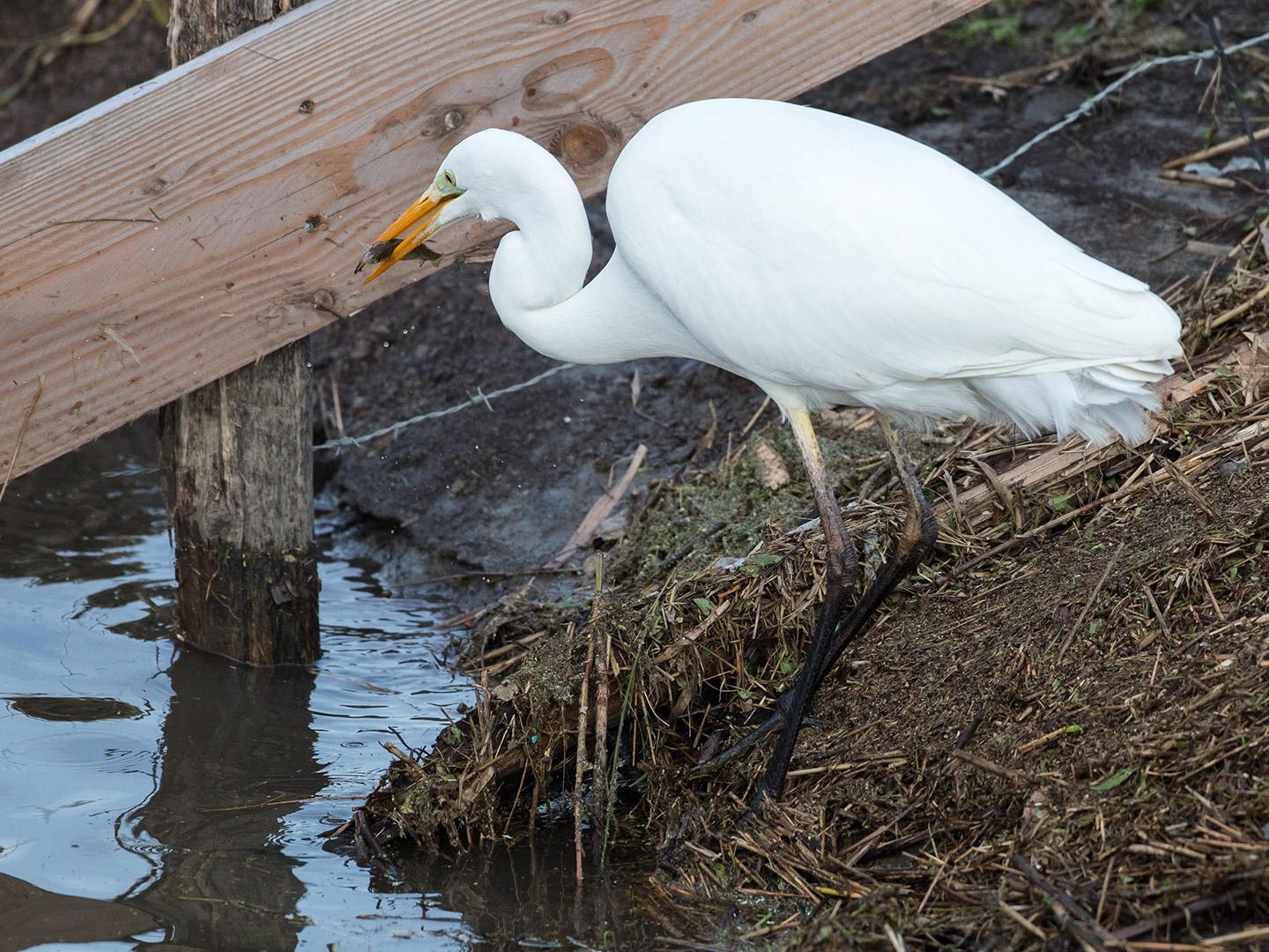 Grote-zilverreiger-20190129g1440gYSXX4556.jpg