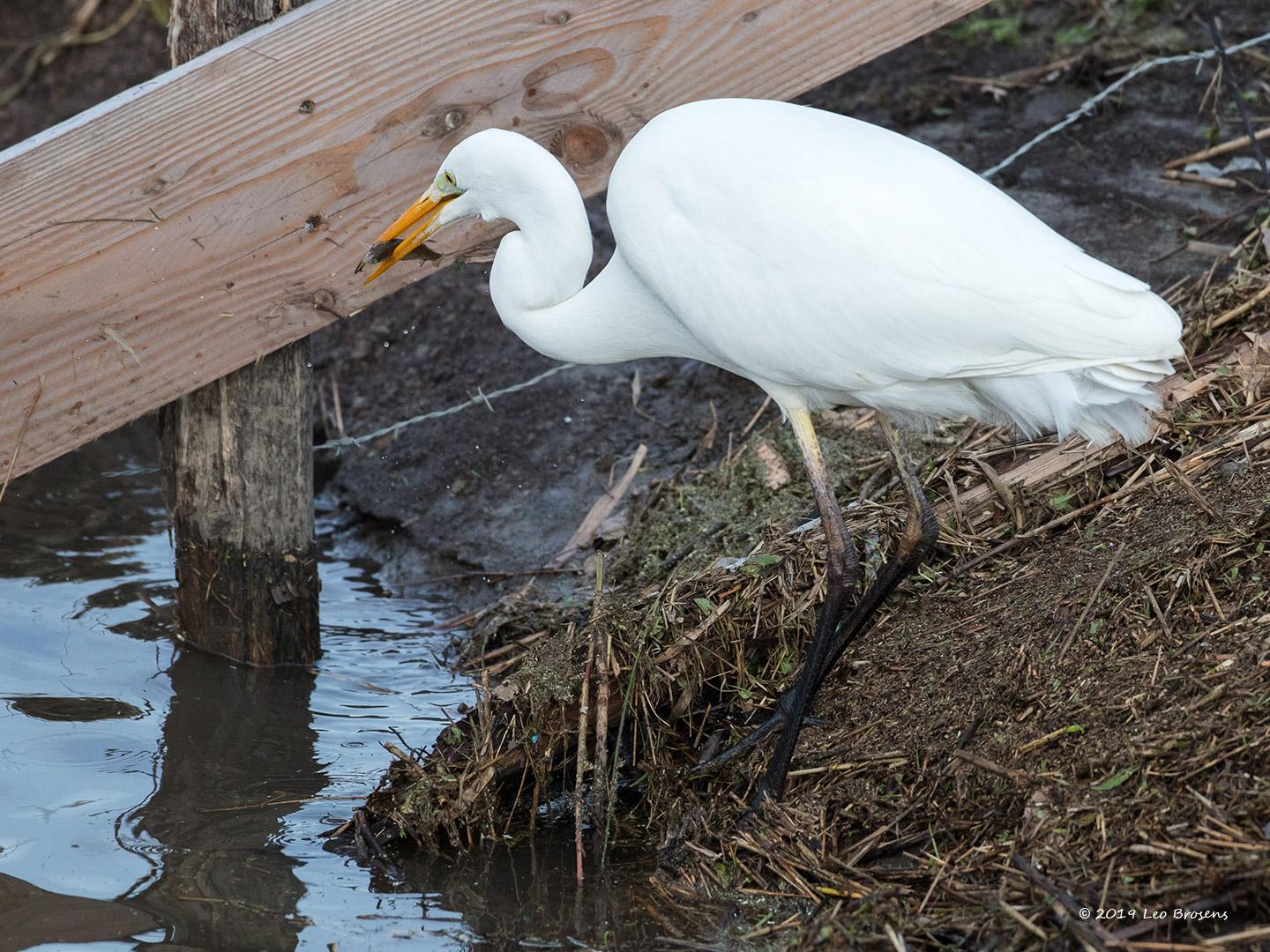 Grote-zilverreiger-20190129g1440gcrfbYSXX4556.jpg