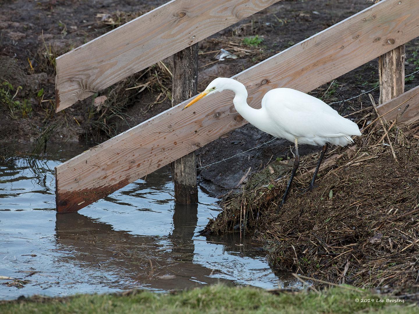 Grote-zilverreiger-20190129g1440gcrfbYSXX4579.jpg