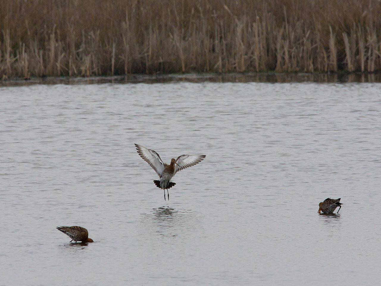 Grutto-20130410g12807X1A6207a.jpg