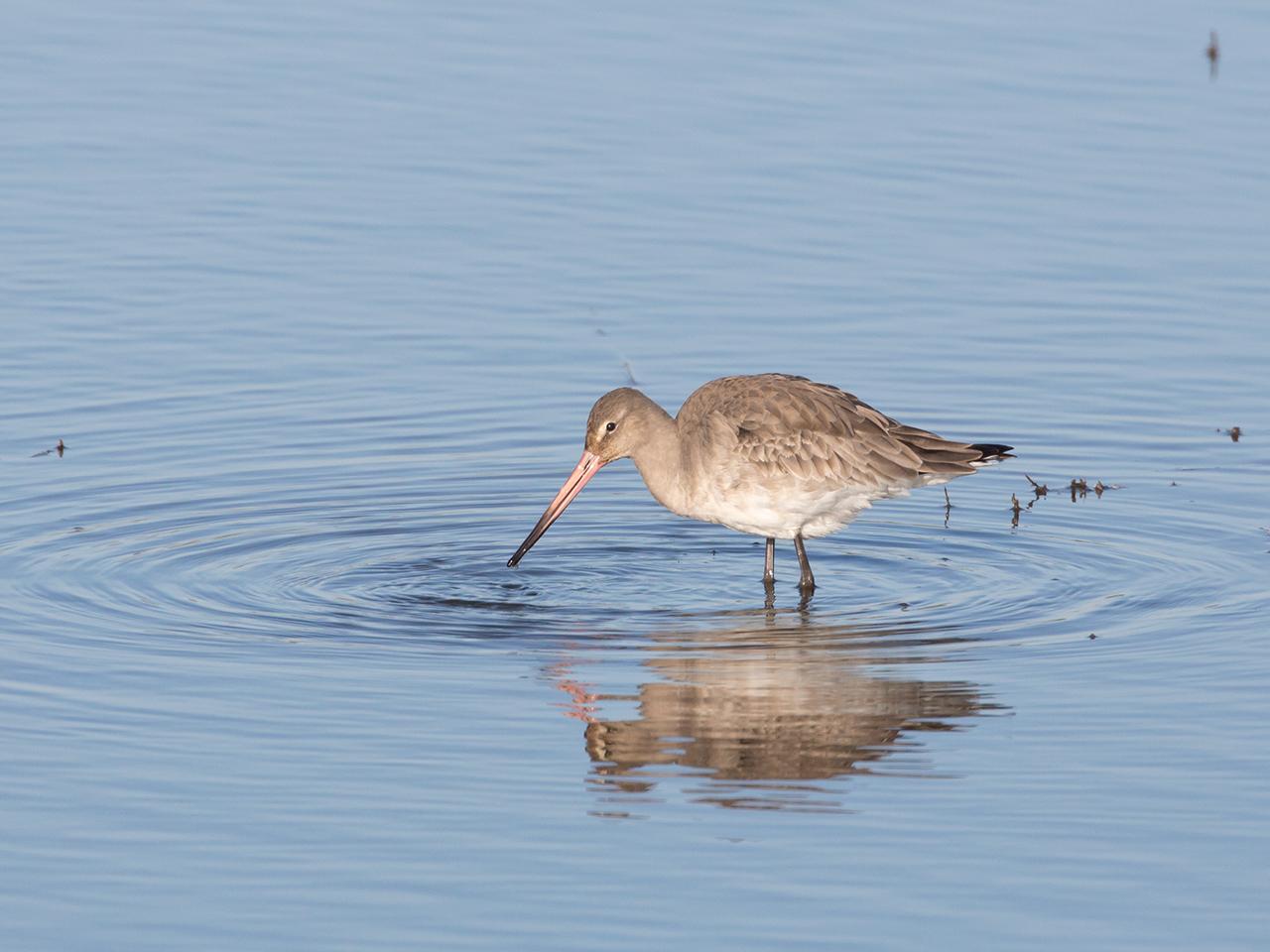 Grutto-20150315g12807X1A3000a.jpg