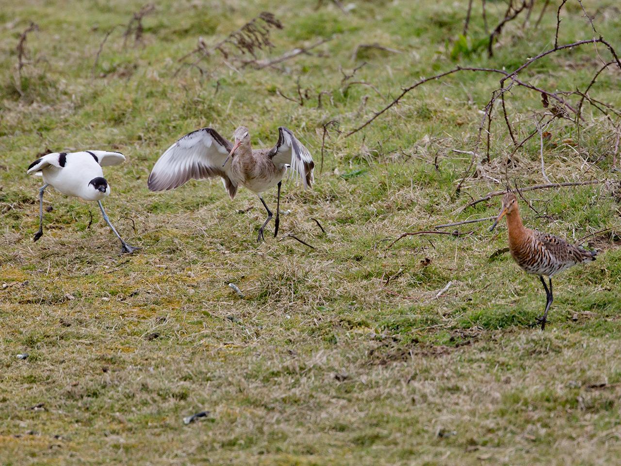 Grutto-20150403g12807X1A3452a.jpg