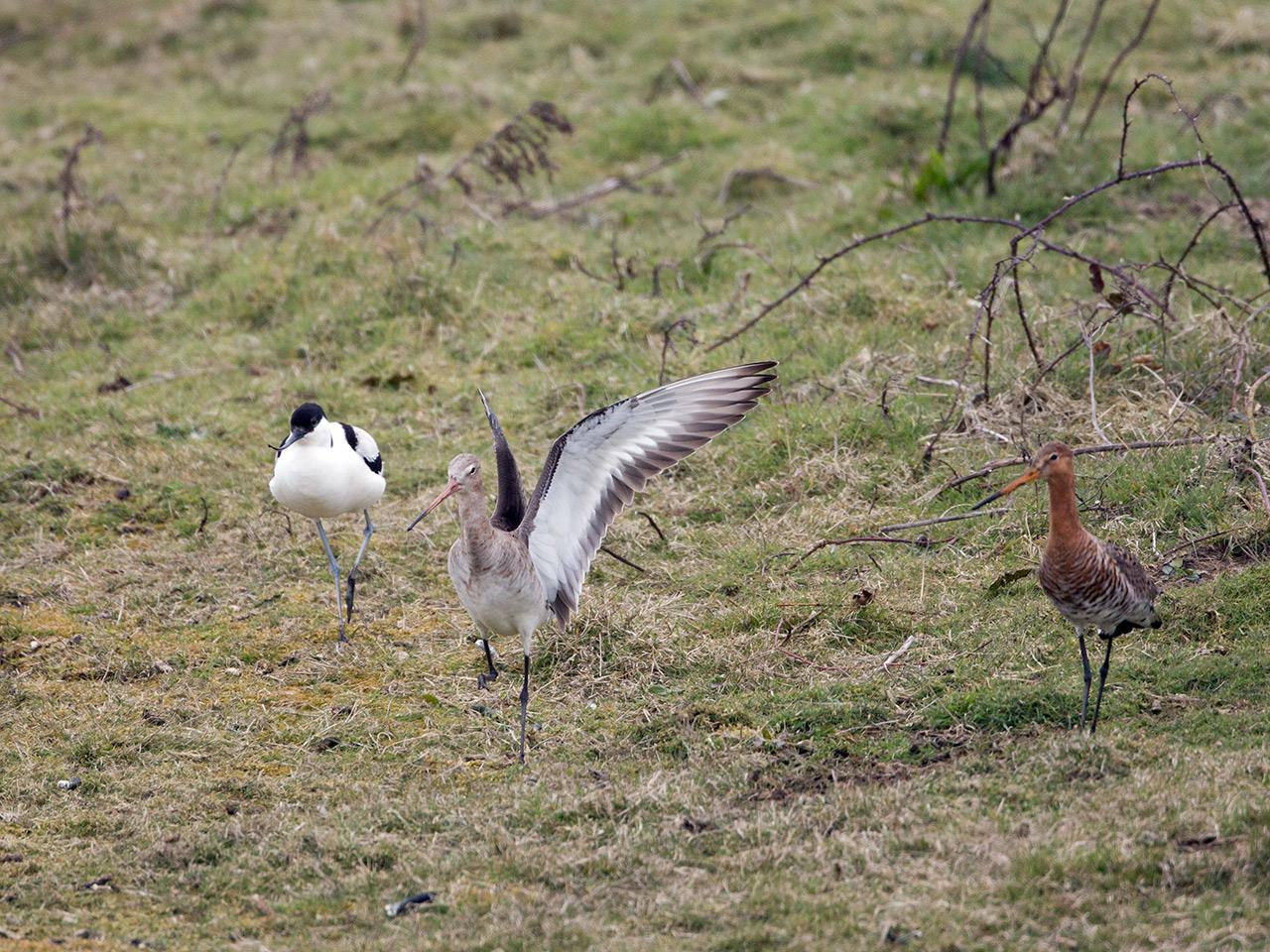 Grutto-20150403g12807X1A3453a.jpg