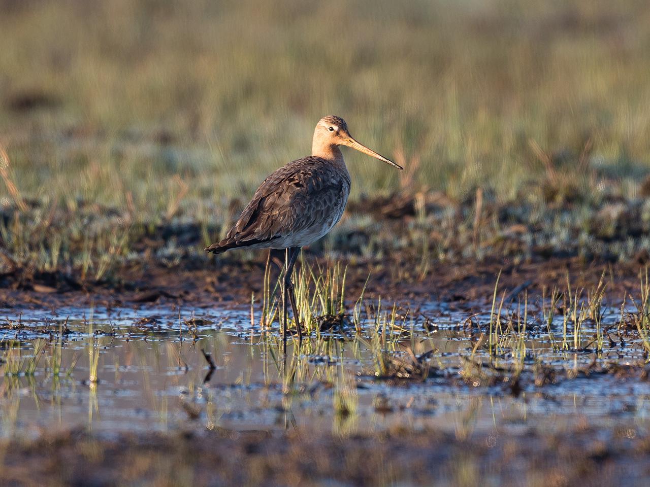 Grutto-20170328g1280YSXX7686a.jpg