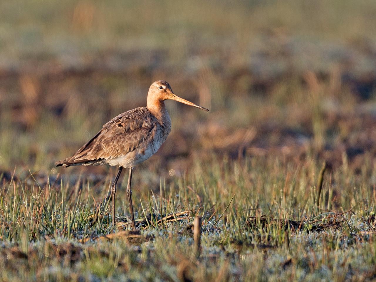 Grutto-20170328g1280YSXX7694a.jpg