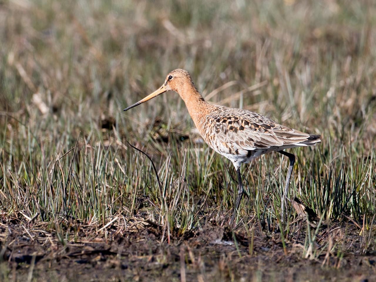 Grutto-20170328g1280YSXX7872a.jpg