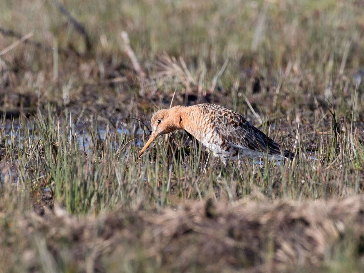 Grutto-20170328g1280YSXX7878a.jpg