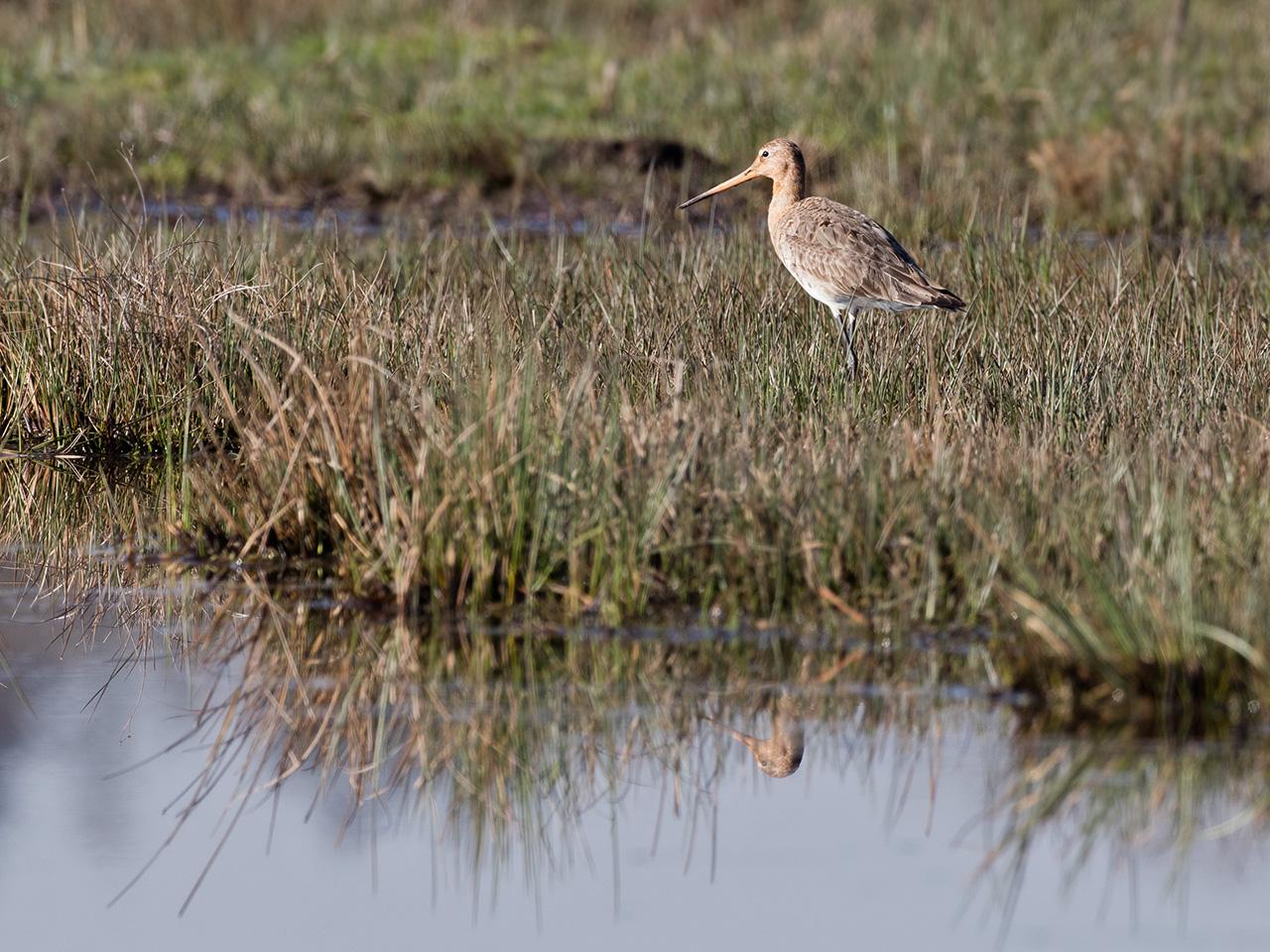 Grutto-20170328g1280YSXX7880a.jpg