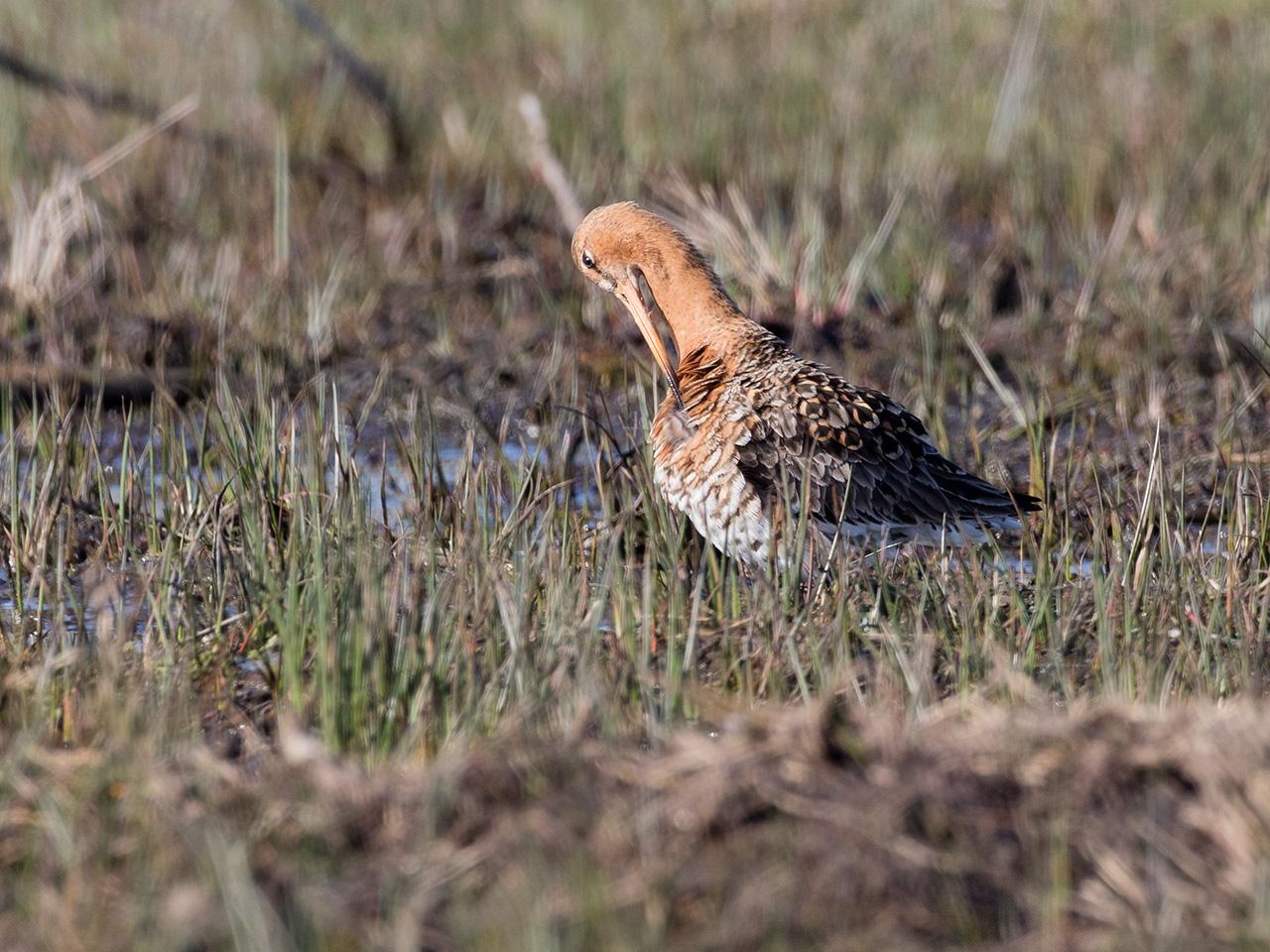 Grutto-20170328g1280YSXX7885a.jpg