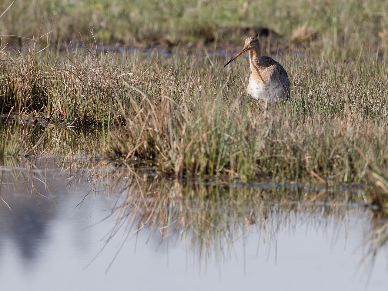 Grutto-20170328g1280YSXX7894a.jpg