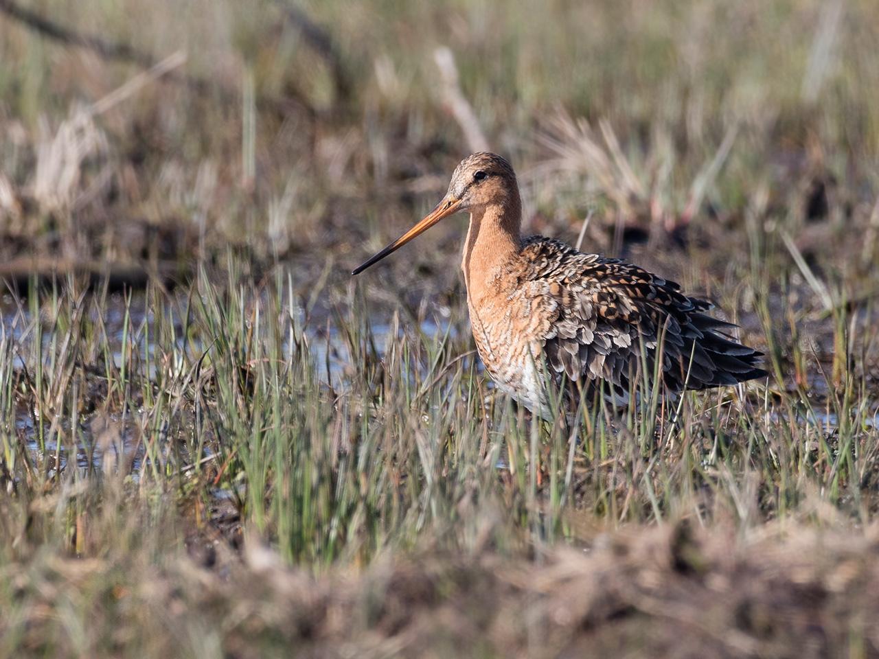 Grutto-20170328g1280YSXX7900a.jpg