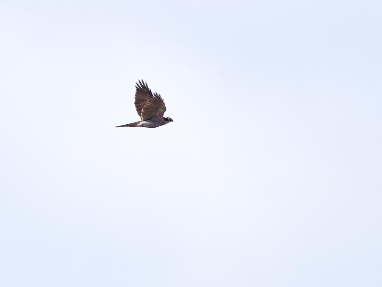 Havik-20190114g1280YSXX3734a.jpg