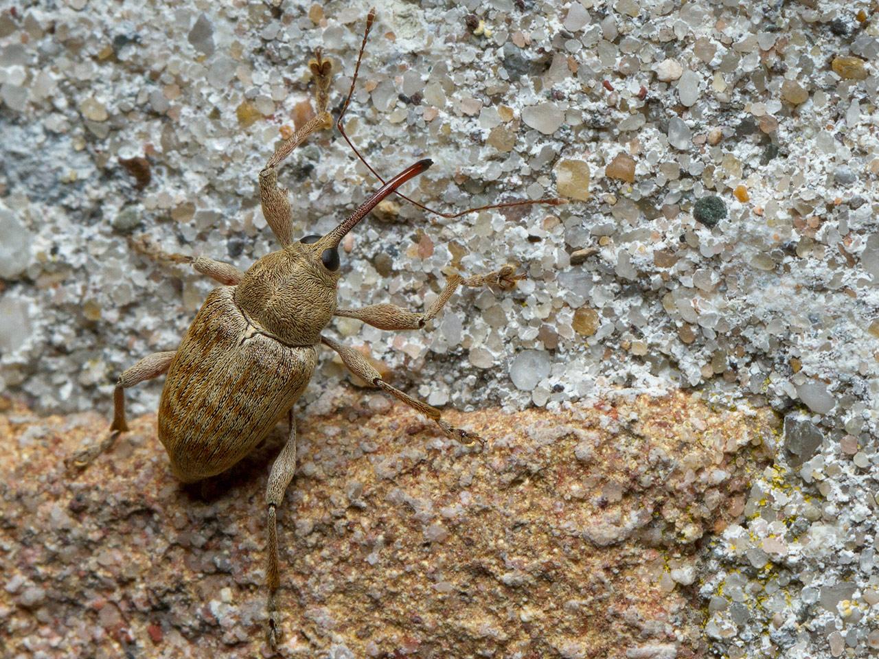 Hazelnootboorder-Curculio-nucum-20140827g1280IMG_6404b.jpg