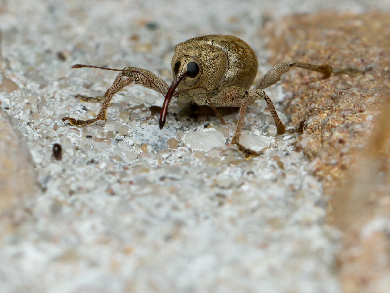 Hazelnootboorder-Curculio-nucum-20140827g1280IMG_6405a.jpg