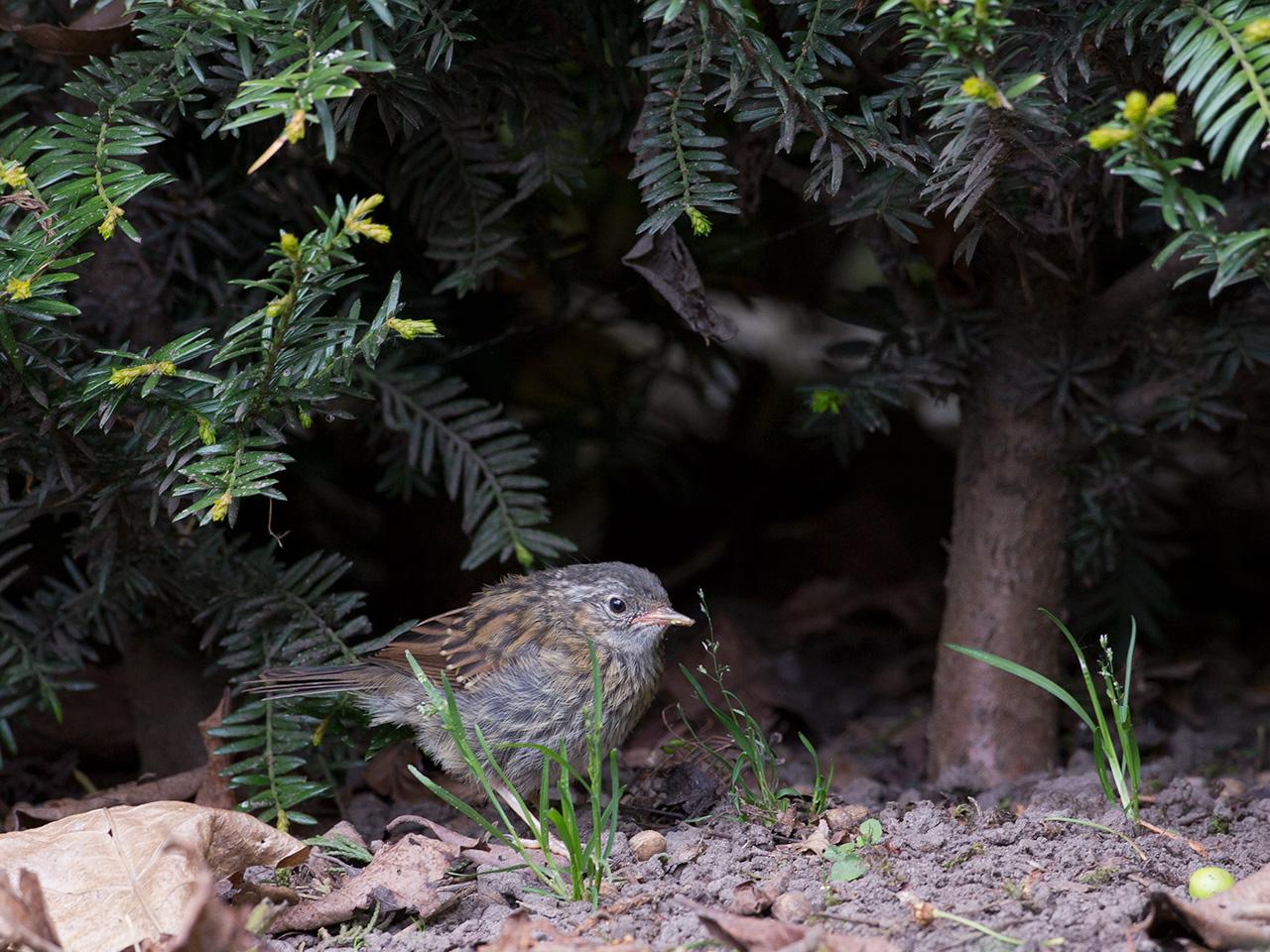 Heggenmus-20140427g12807X1A1316a.jpg